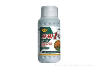膨根1号