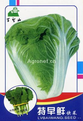 特早鲜快菜-白菜种子