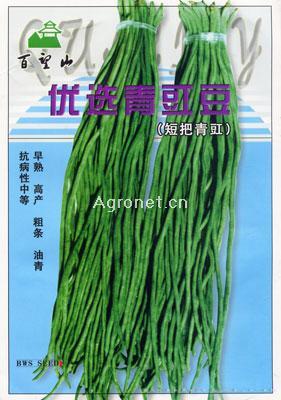 优选青豇豆-豇豆种子