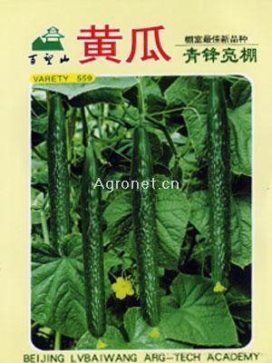 青锋亮棚－黄瓜种子
