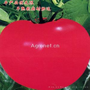 瑰玉－番茄种子