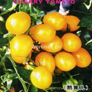 鹅黄儿-番茄种子