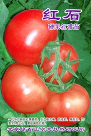 红石—番茄种子