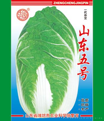 山东五号
