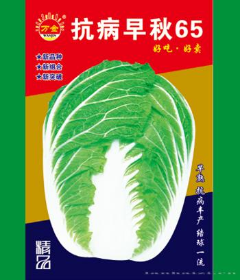 抗病早秋65　