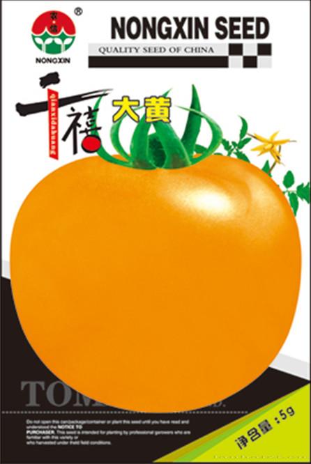 千禧大黄柿子