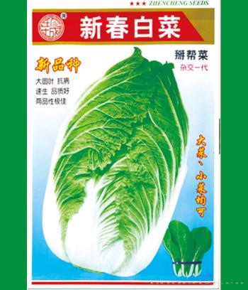 四季小白菜　