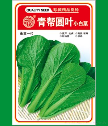 青帮圆叶　