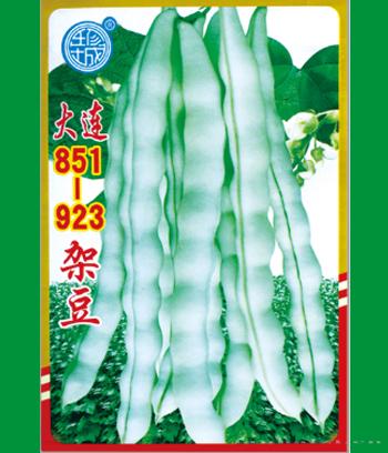 大连架豆　