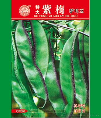 紫梅　