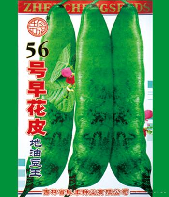 56号早花皮　