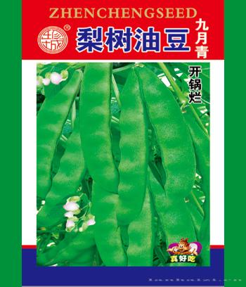 梨树油豆　