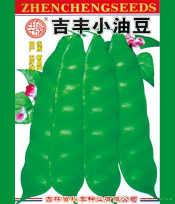 吉丰小油豆　