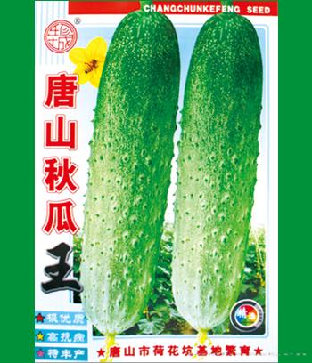 唐山秋瓜王　
