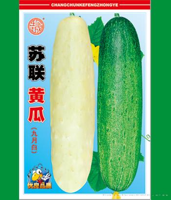 苏联黄瓜　