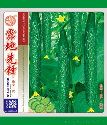 露地先锋　