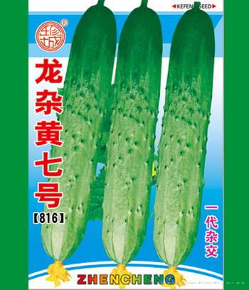 龙杂黄七号