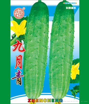 九月青　