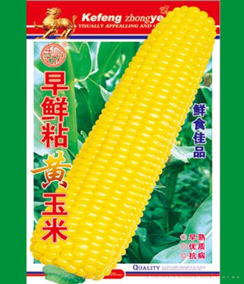 早甜粘黄玉米　