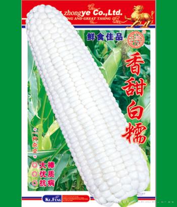 金糯王　