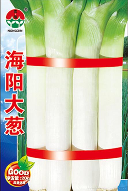 大葱种子