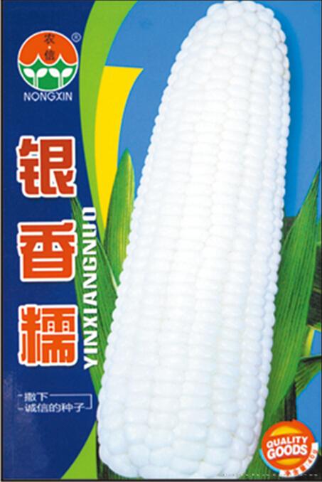 玉米种子