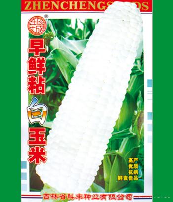 早鲜粘　
