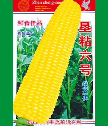 垦粘6号　