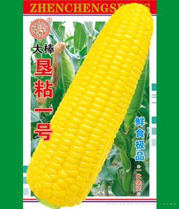垦粘一号　