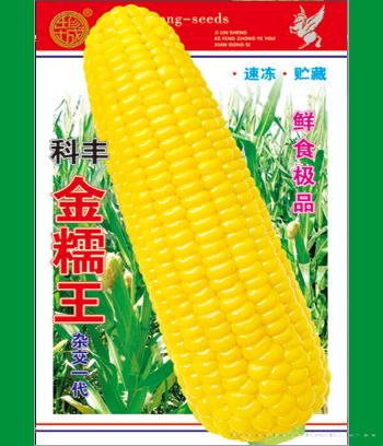 金糯王　