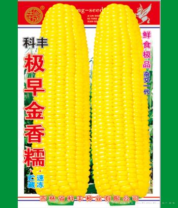 极早金香糯　
