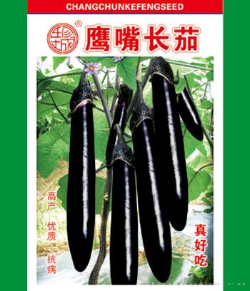 鹰嘴长茄　