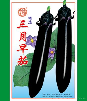 三月早茄　
