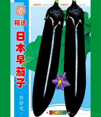 日本早茄子　