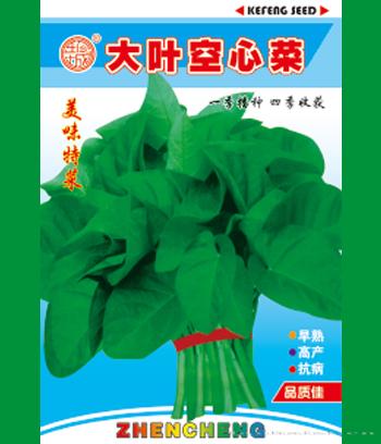 大叶空心菜　