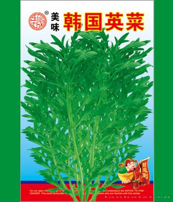 韩国英菜　