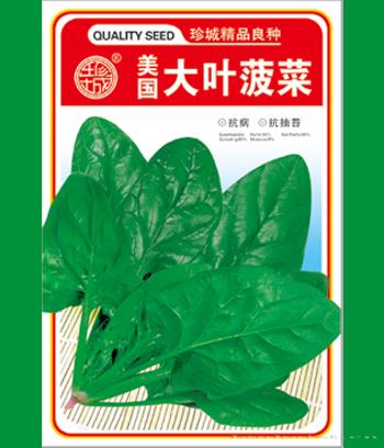  美国大叶菠菜　
