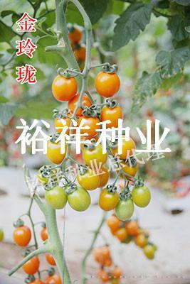 金玲珑——番茄种子