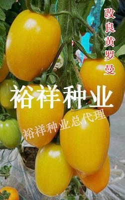 改良黄罗曼（9-13）——番茄种子