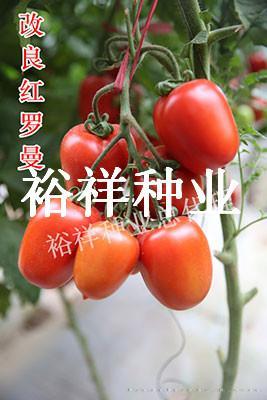 红罗曼12-15 ——番茄种子