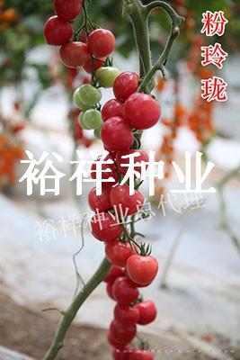 粉玲珑——番茄种子