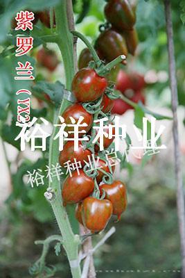 紫罗兰——番茄种子