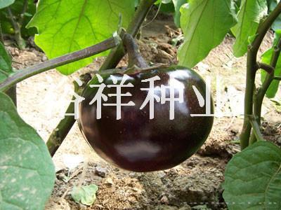 紫萱F1——茄子种子