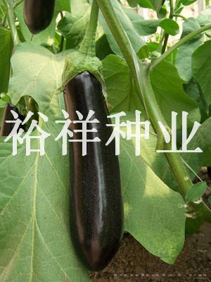 世纪新星——茄子种子