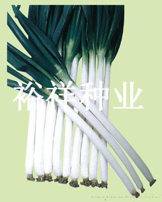 瑞丰高抗大葱——大葱种子