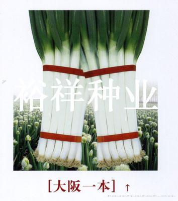 大阪一本——大葱种子