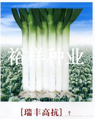 瑞丰高抗——大葱种子