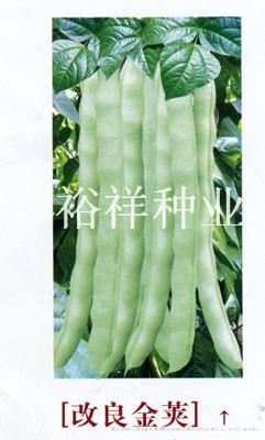 改良金荚——架豆种子