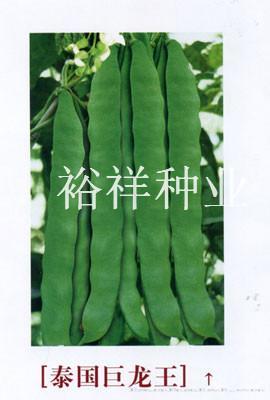泰国巨龙王——架豆种子