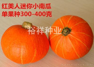 红美人迷你小南瓜——其他种子